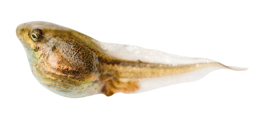 Scientists cause organs to spontaneously grow in tadpoles