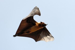 Flying black fox