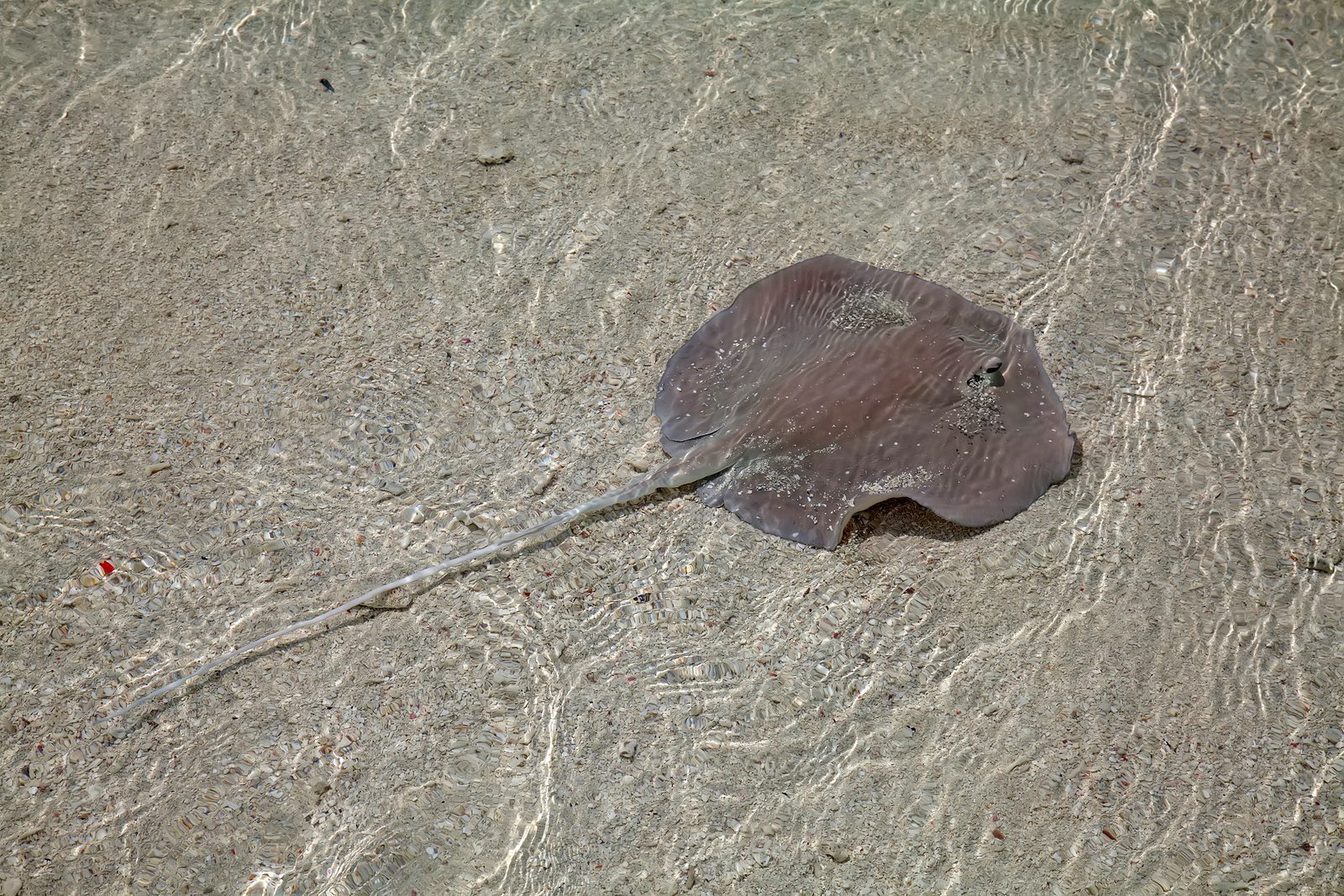 Dawn of the franken-fish - printed stingray is hybrid life